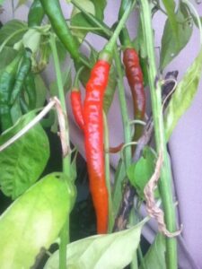 Creating Your Own Micro-Climate Image